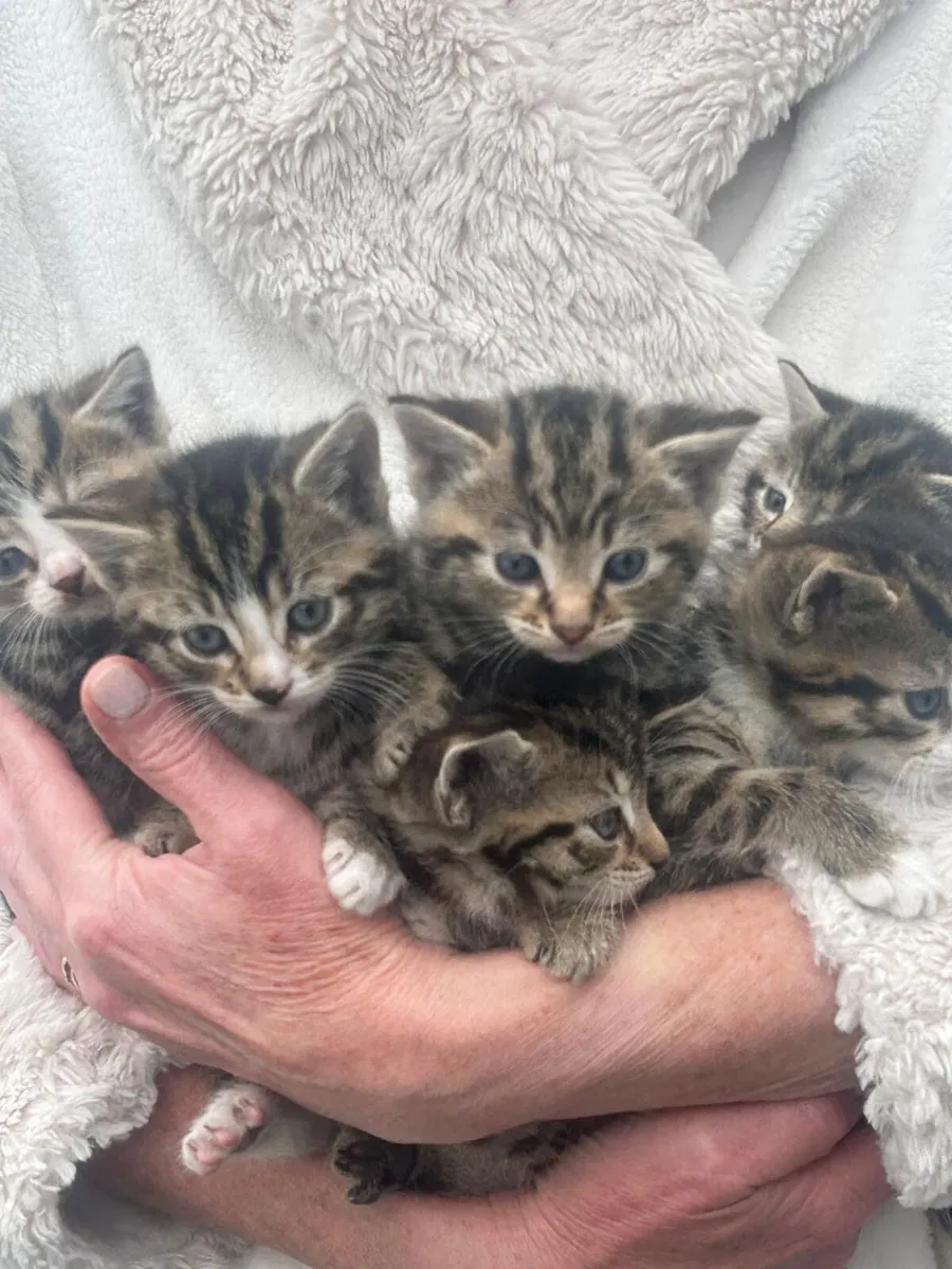 Kittens - Image 1