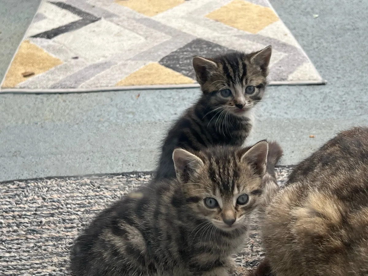 Kittens - Image 2