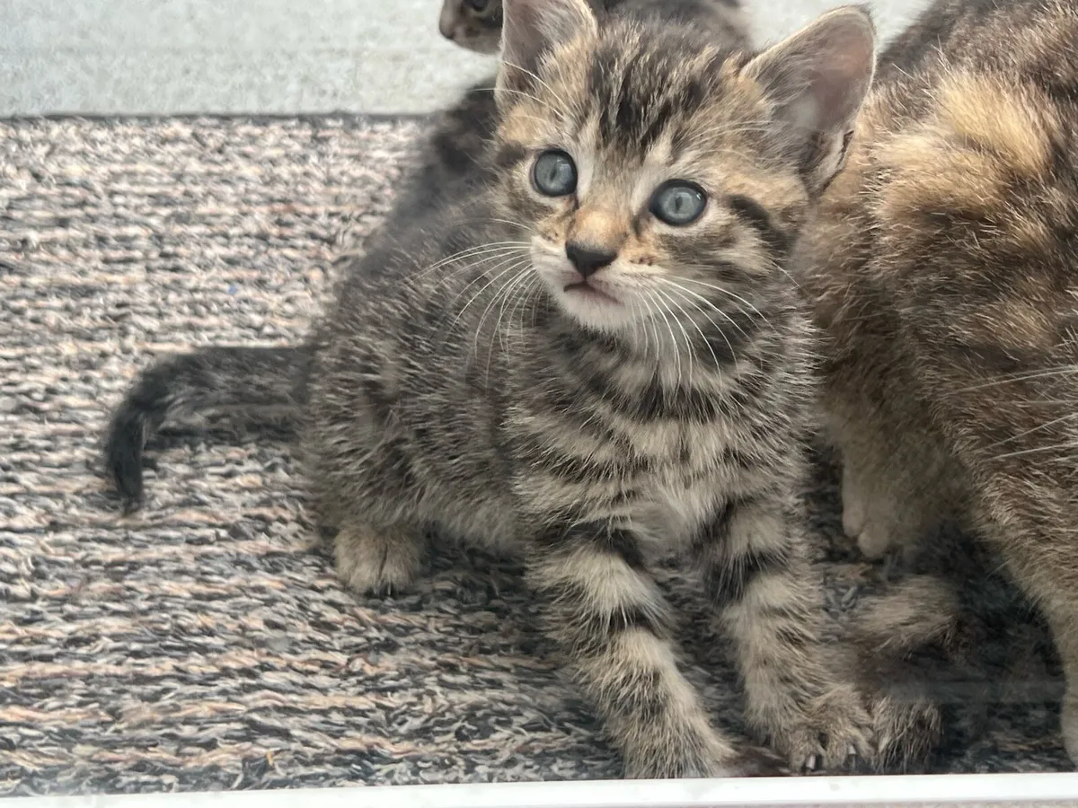 Kittens - Image 3