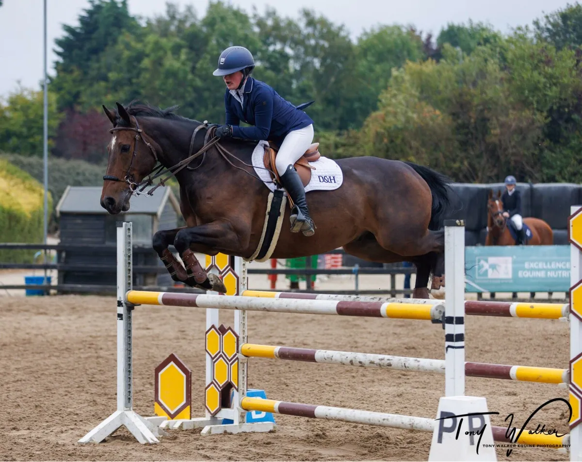 Competitive YR/JR/COH/Amateur Horse - Image 1