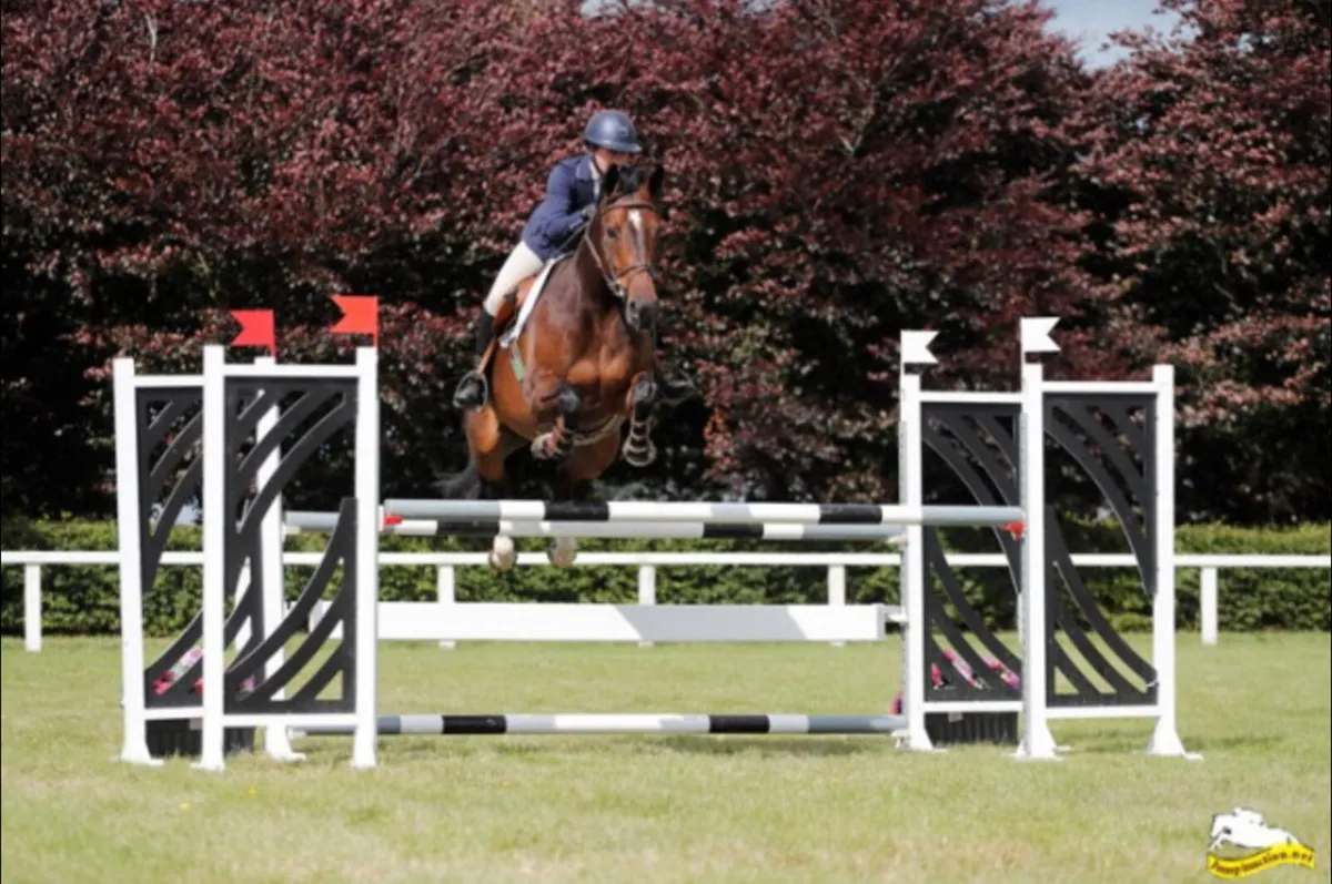 Competitive YR/JR/COH/Amateur Horse - Image 3