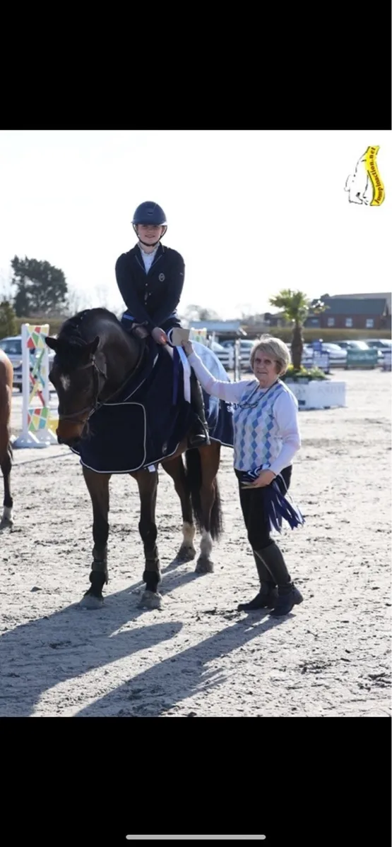 Competitive YR/JR/COH/Amateur Horse - Image 4