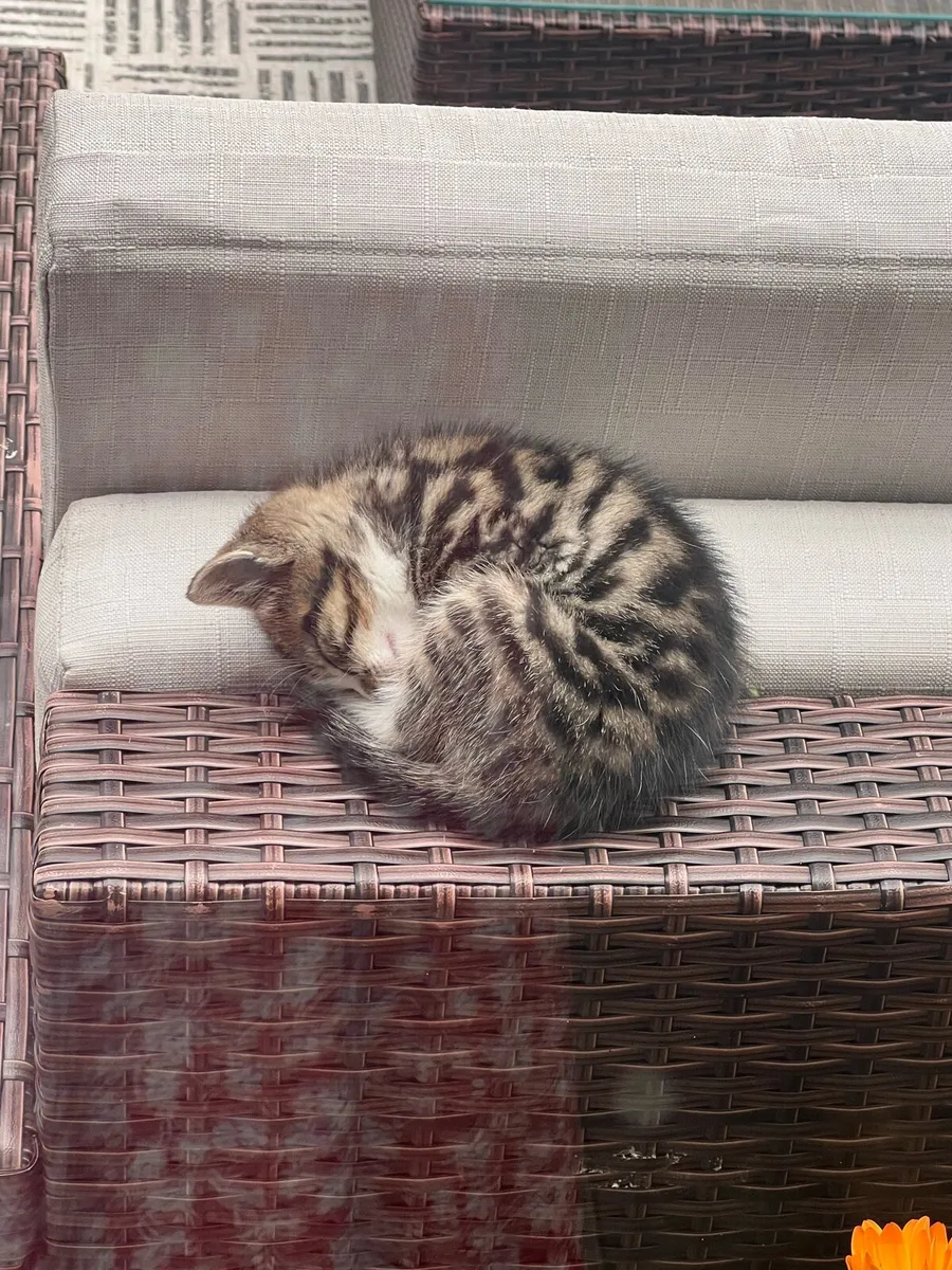 Kittens - Image 4