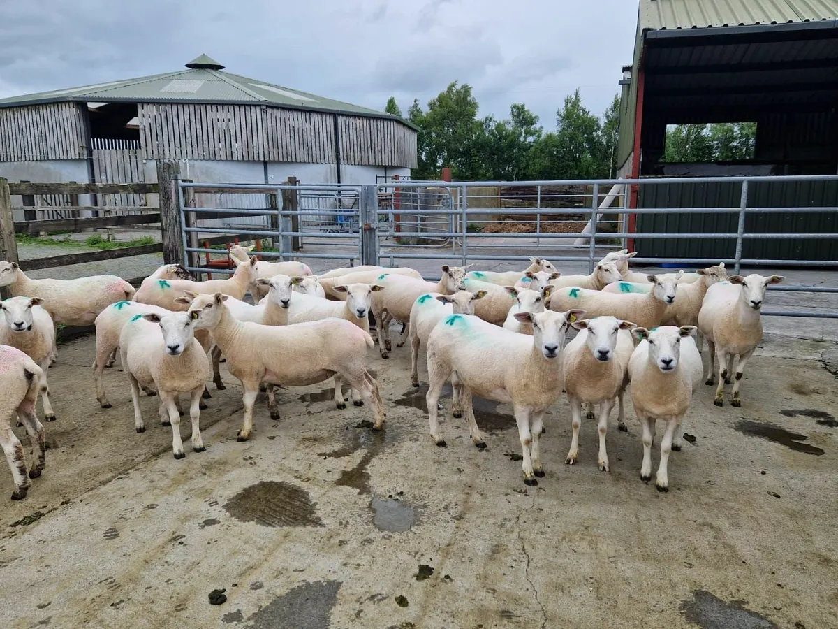 Sheep - Image 1