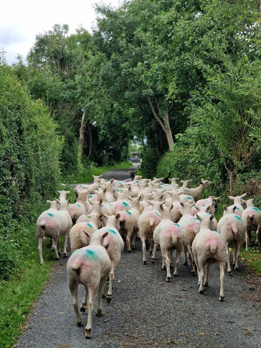 Sheep - Image 2