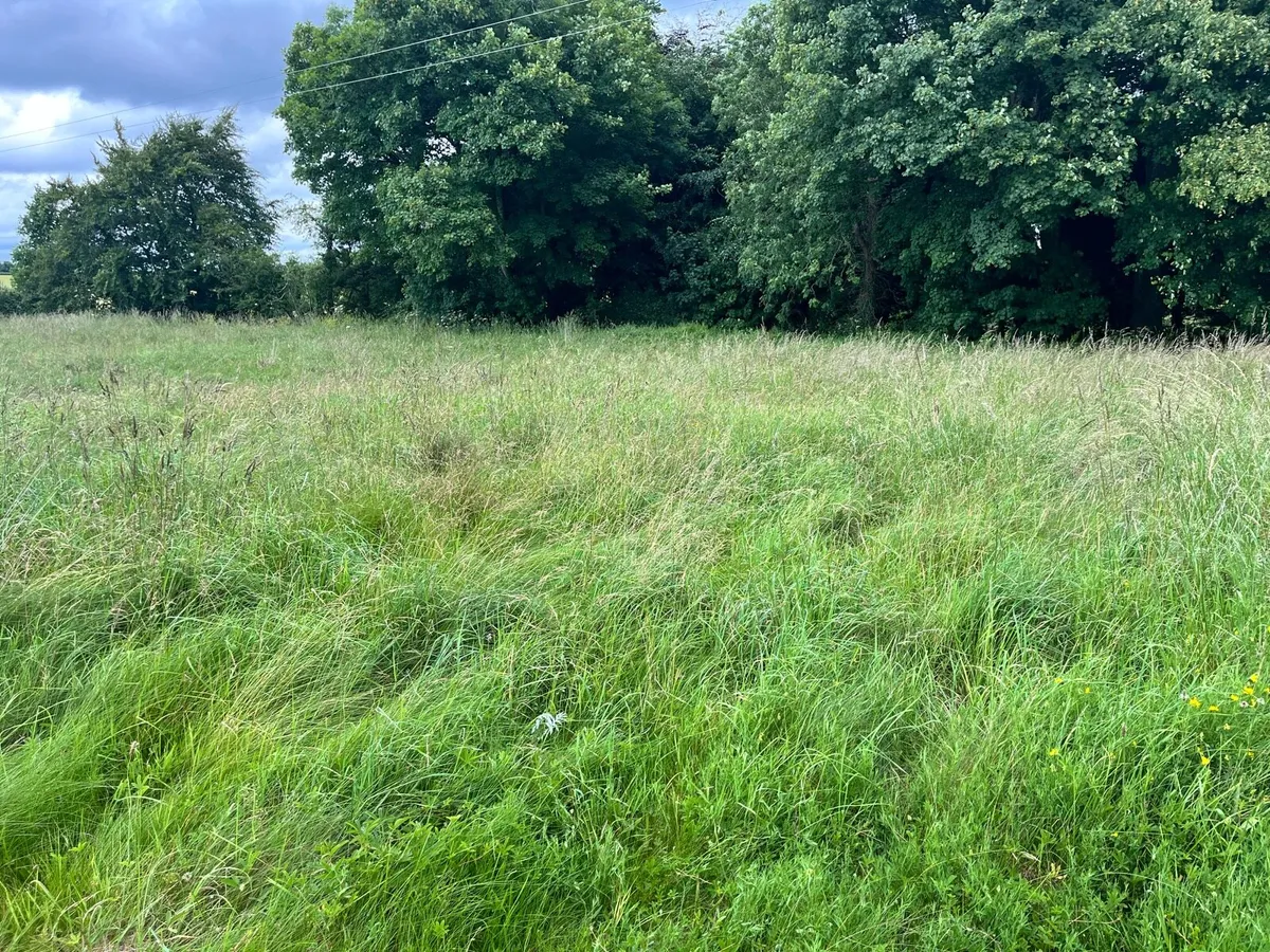 Hay Meadow - Image 2