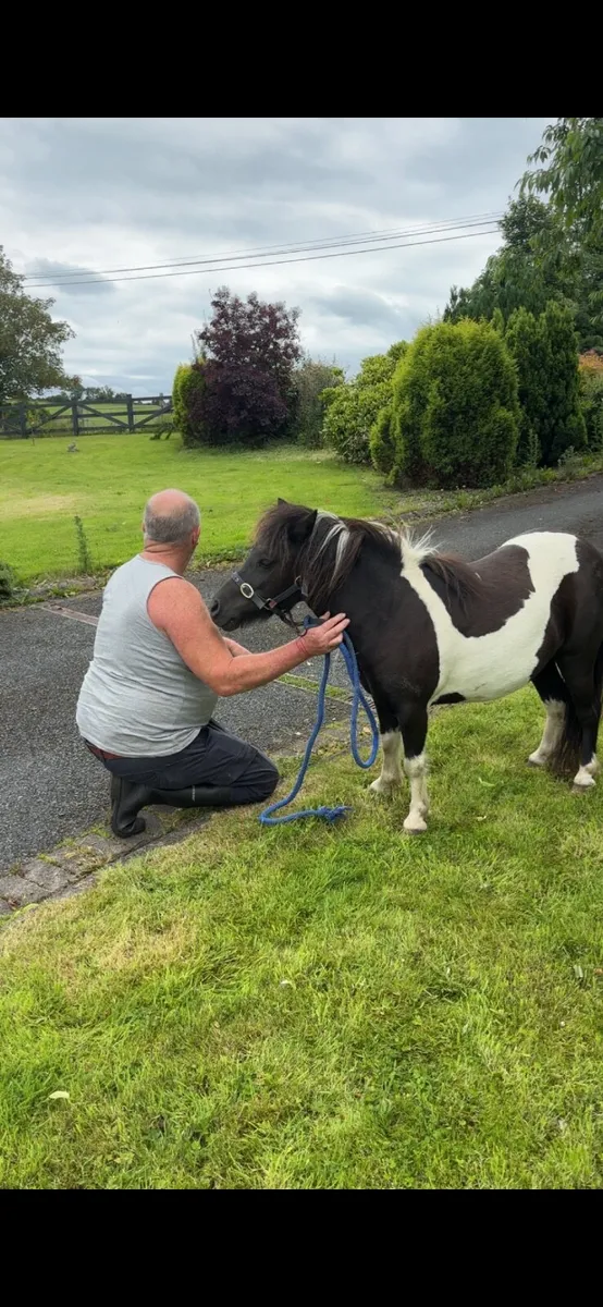 Miniature mare - Image 2