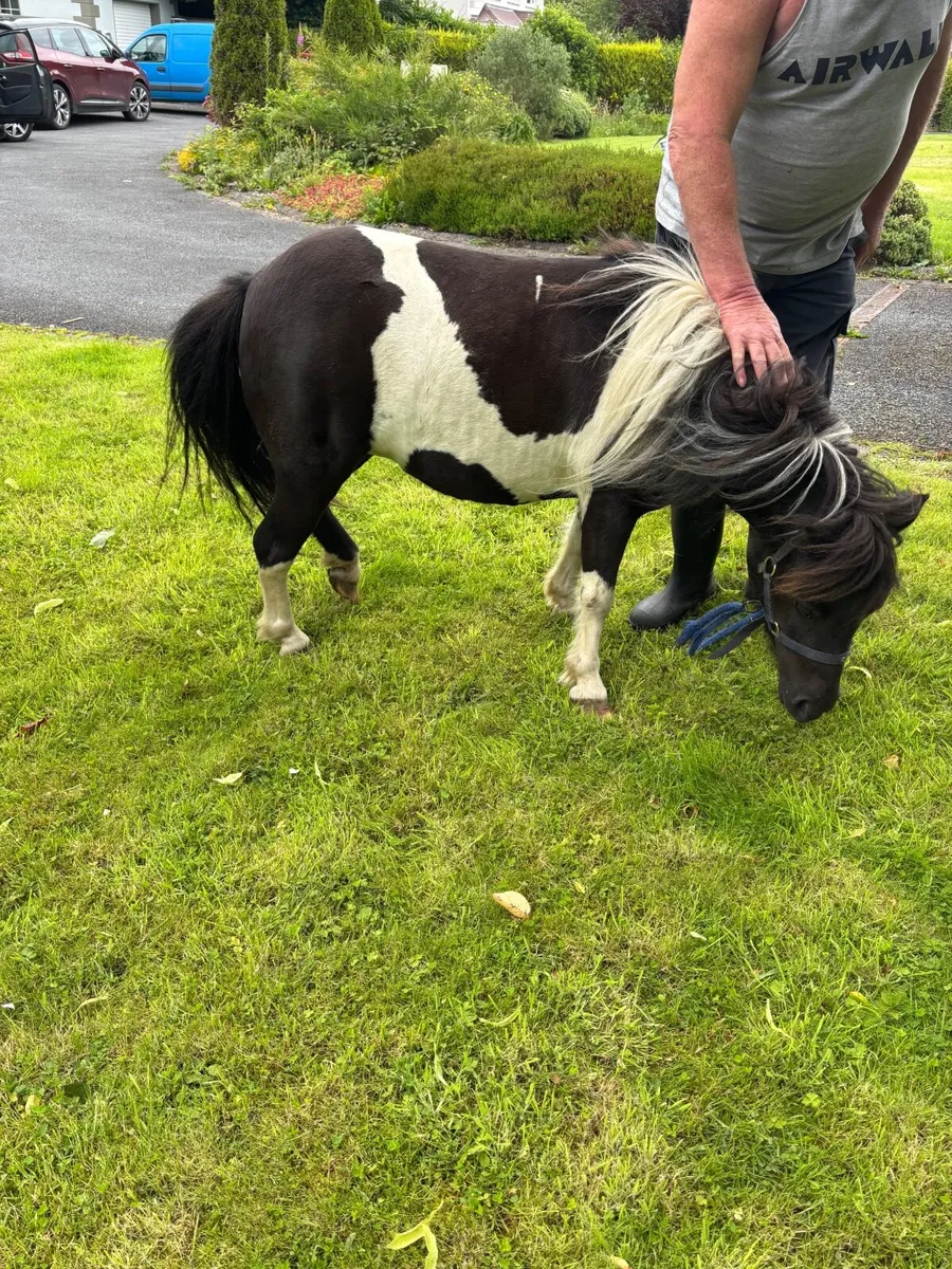 Miniature mare - Image 3