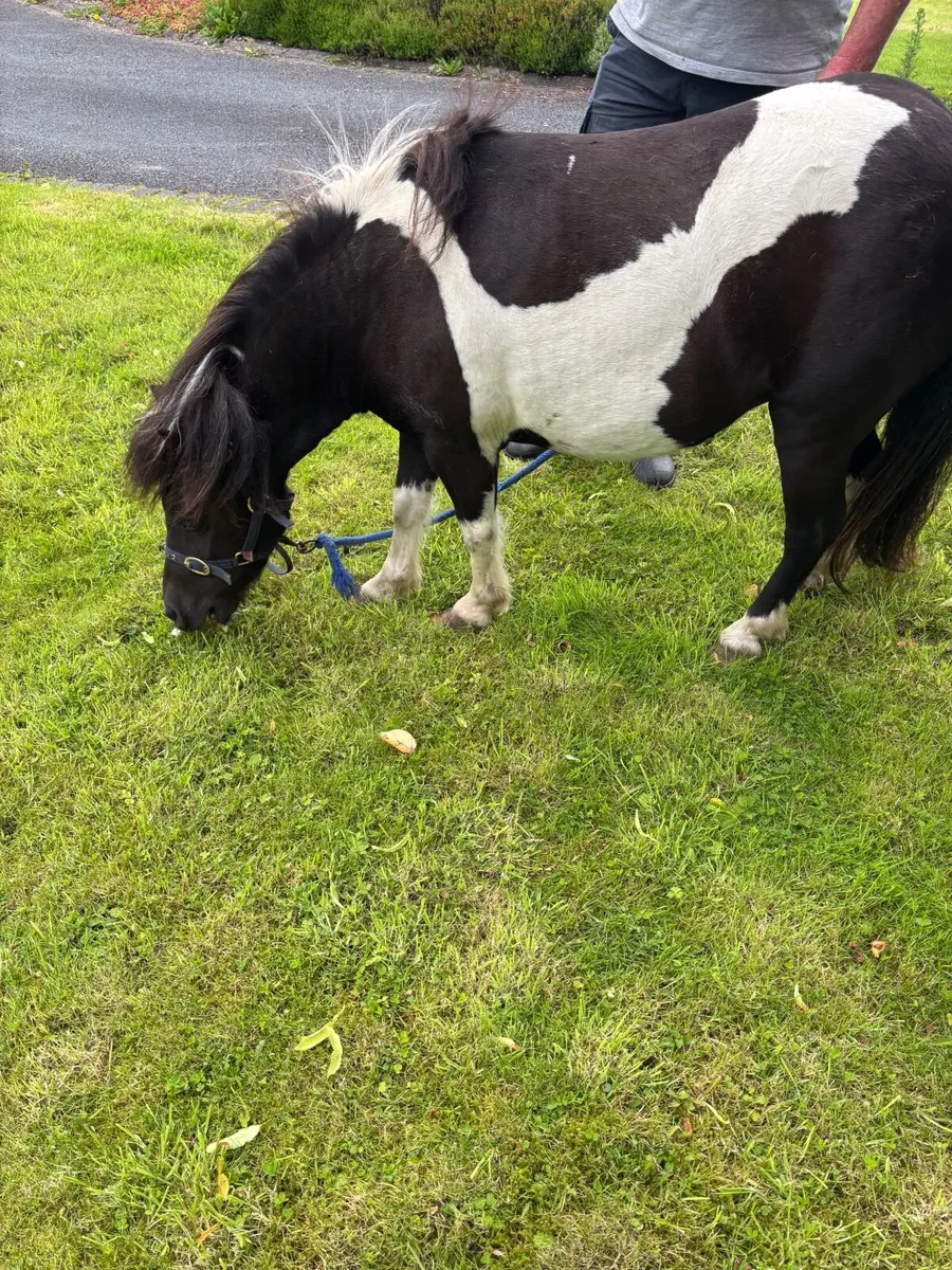 Miniature mare - Image 1