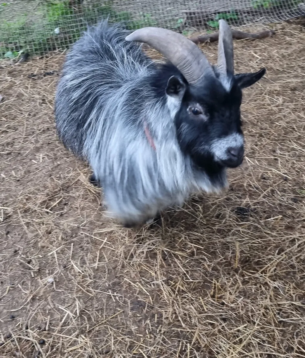 Pedigree registered buck goat - Image 1