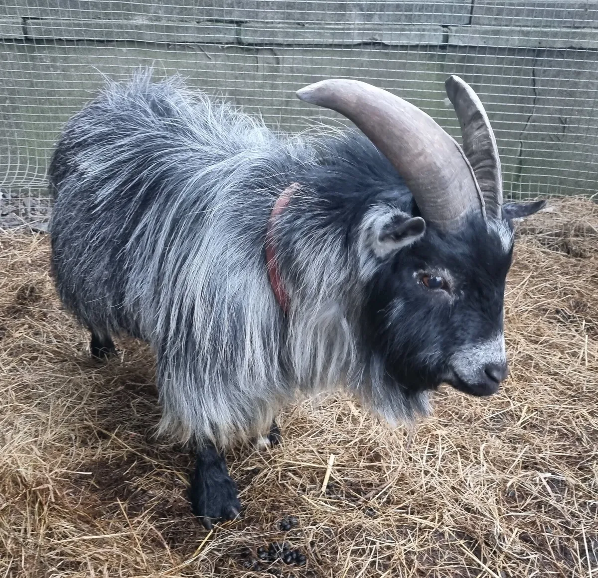 Pedigree registered buck goat - Image 2