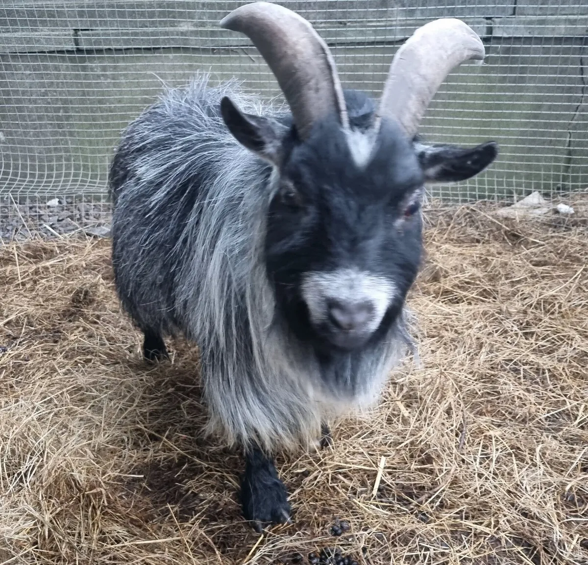 Pedigree registered buck goat - Image 3