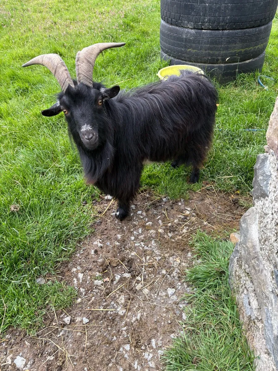 Pygmy male goat - Image 1