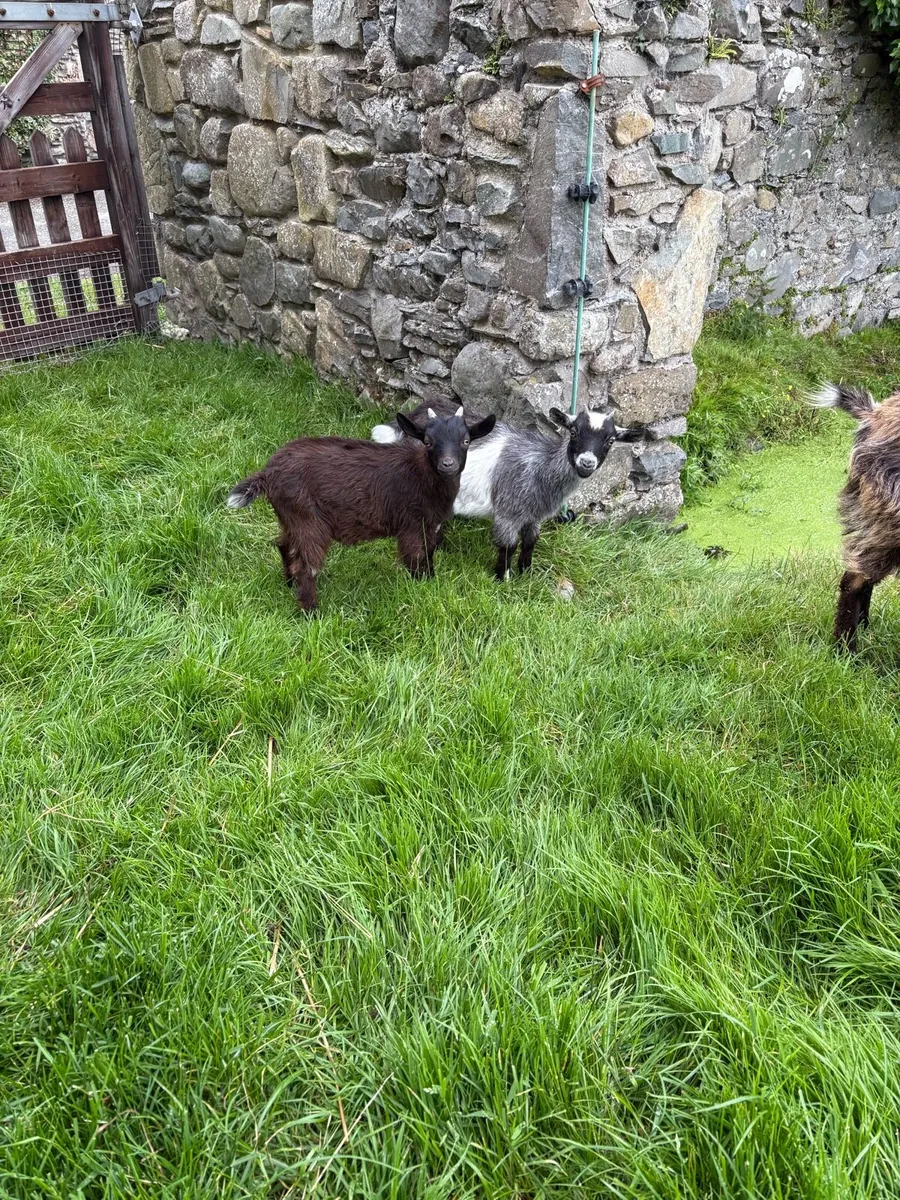 Pygmy male goat - Image 2