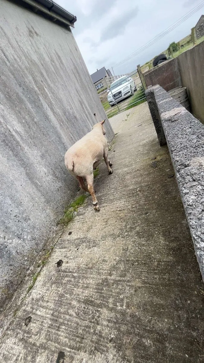 3year old full bred charlollais ram - Image 1