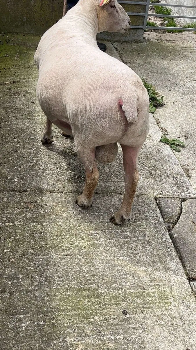 3year old full bred charlollais ram - Image 2