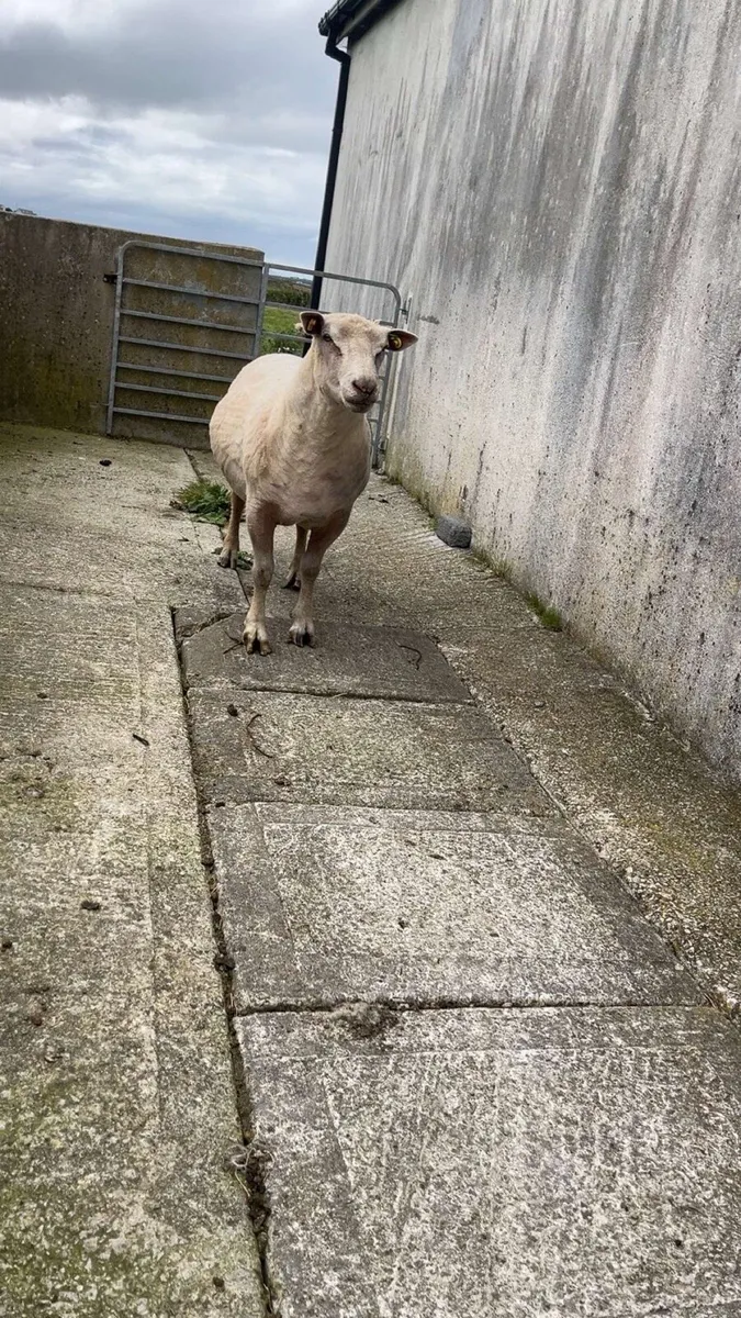3year old full bred charlollais ram - Image 4