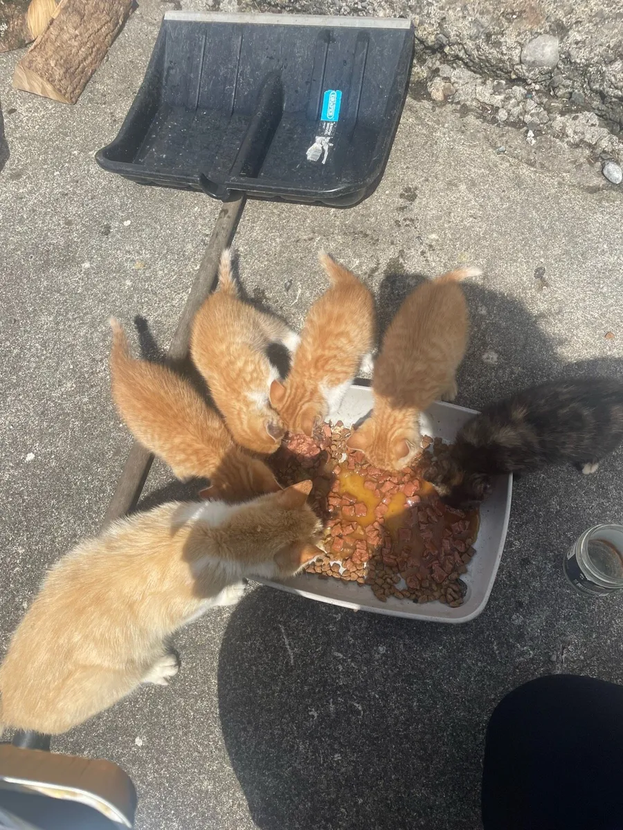 Kittens - Image 1