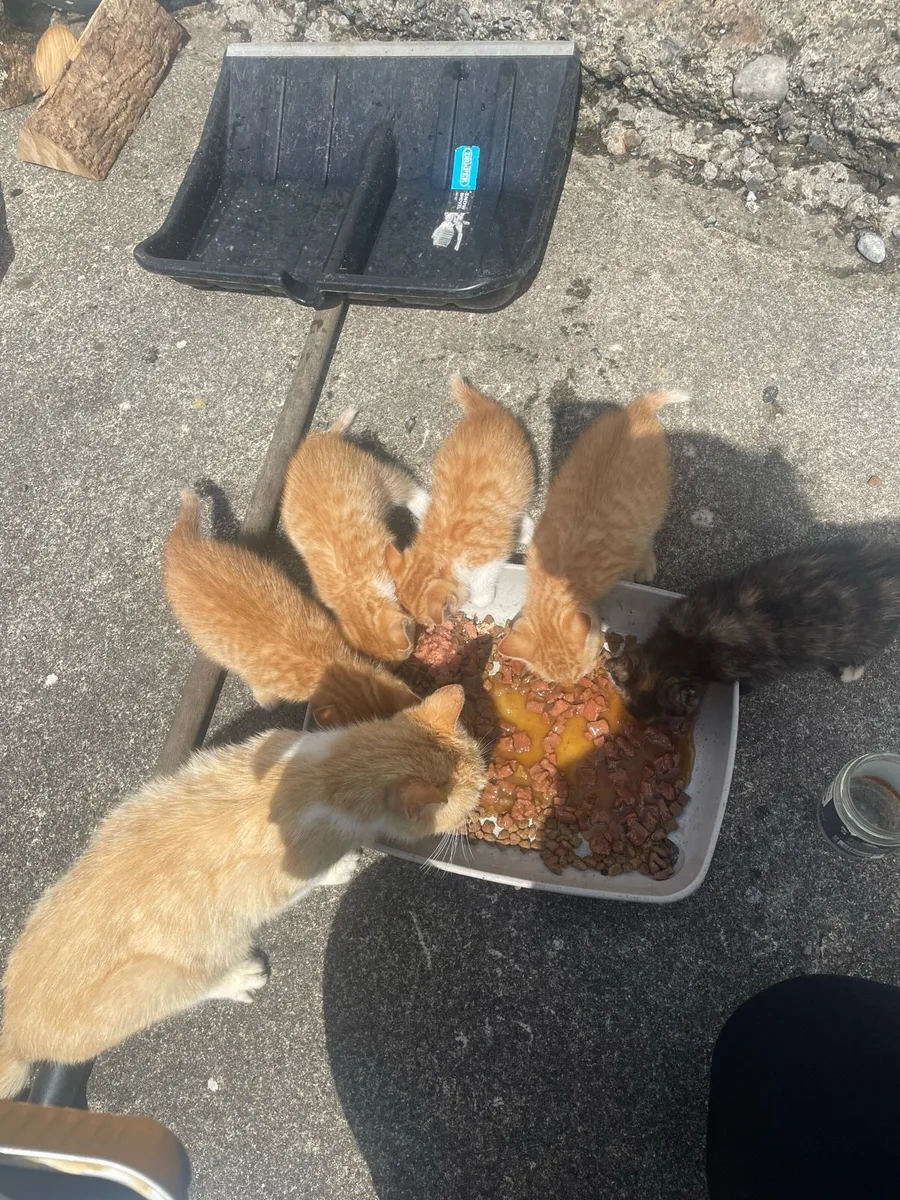 Kittens - Image 2