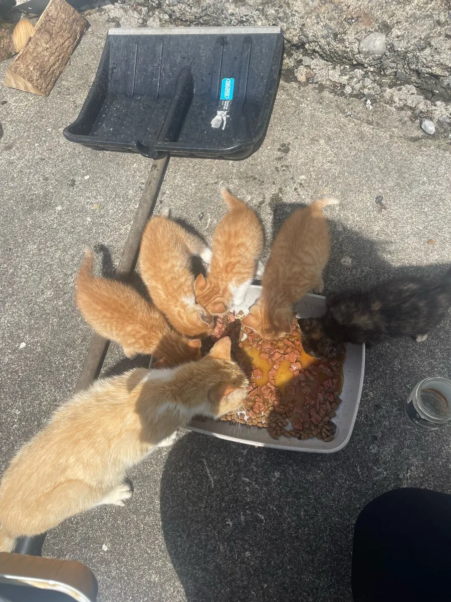 Kittens - Image 3