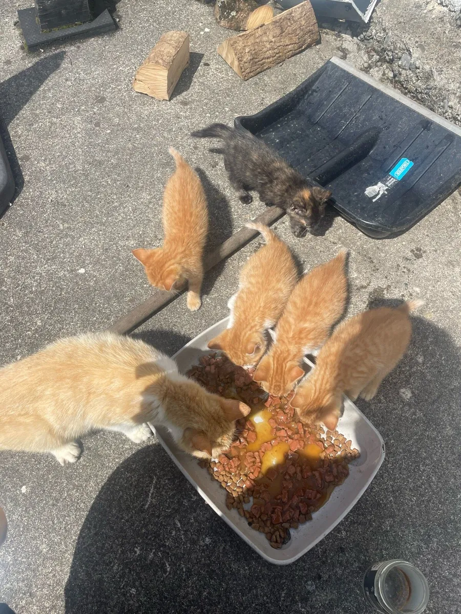 Kittens - Image 4