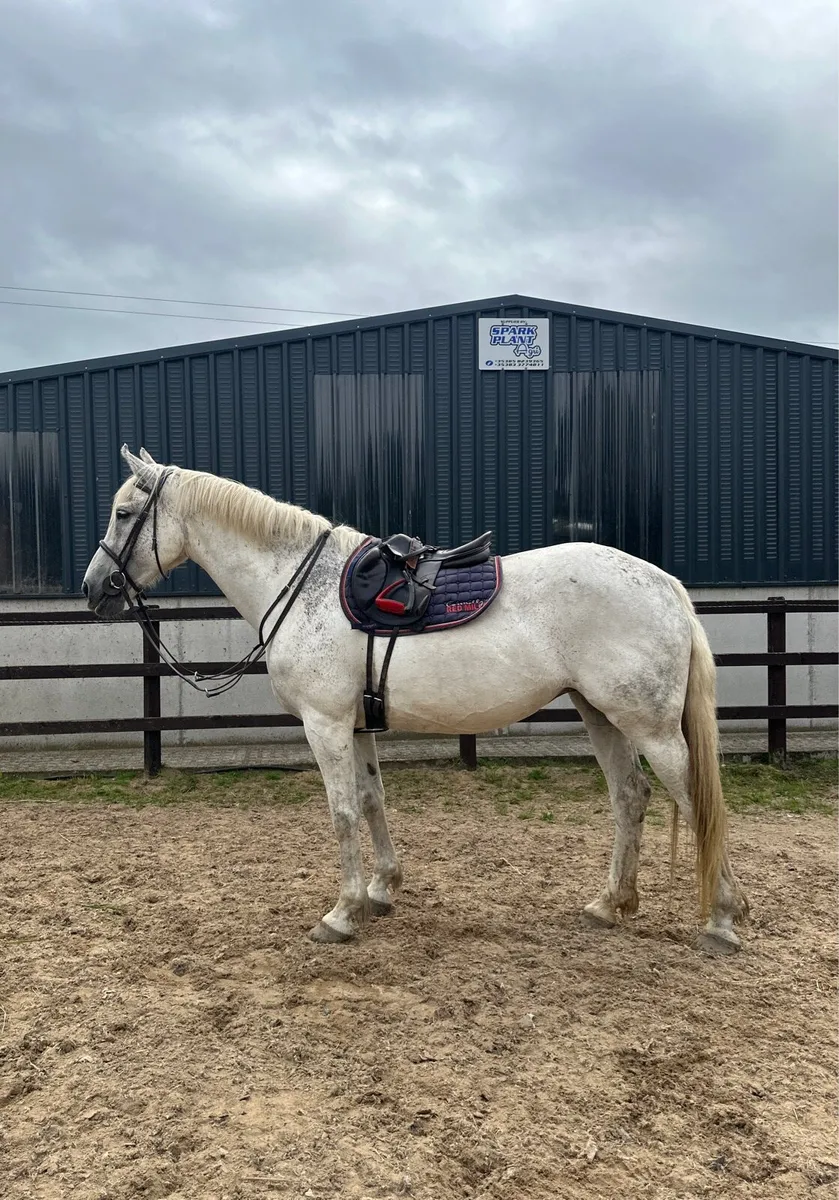 16.3 17 year old hunting machine - Image 1