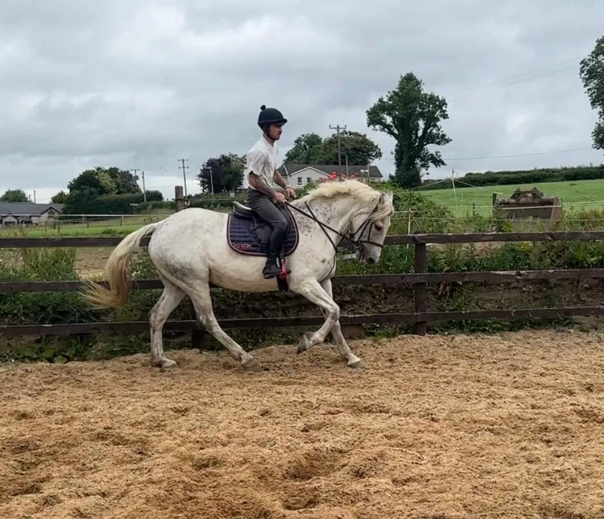 16.3 17 year old hunting machine - Image 3