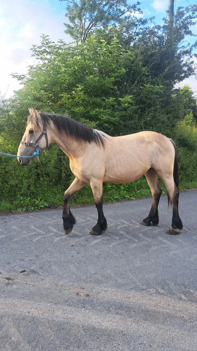 Dun Colt - Image 4