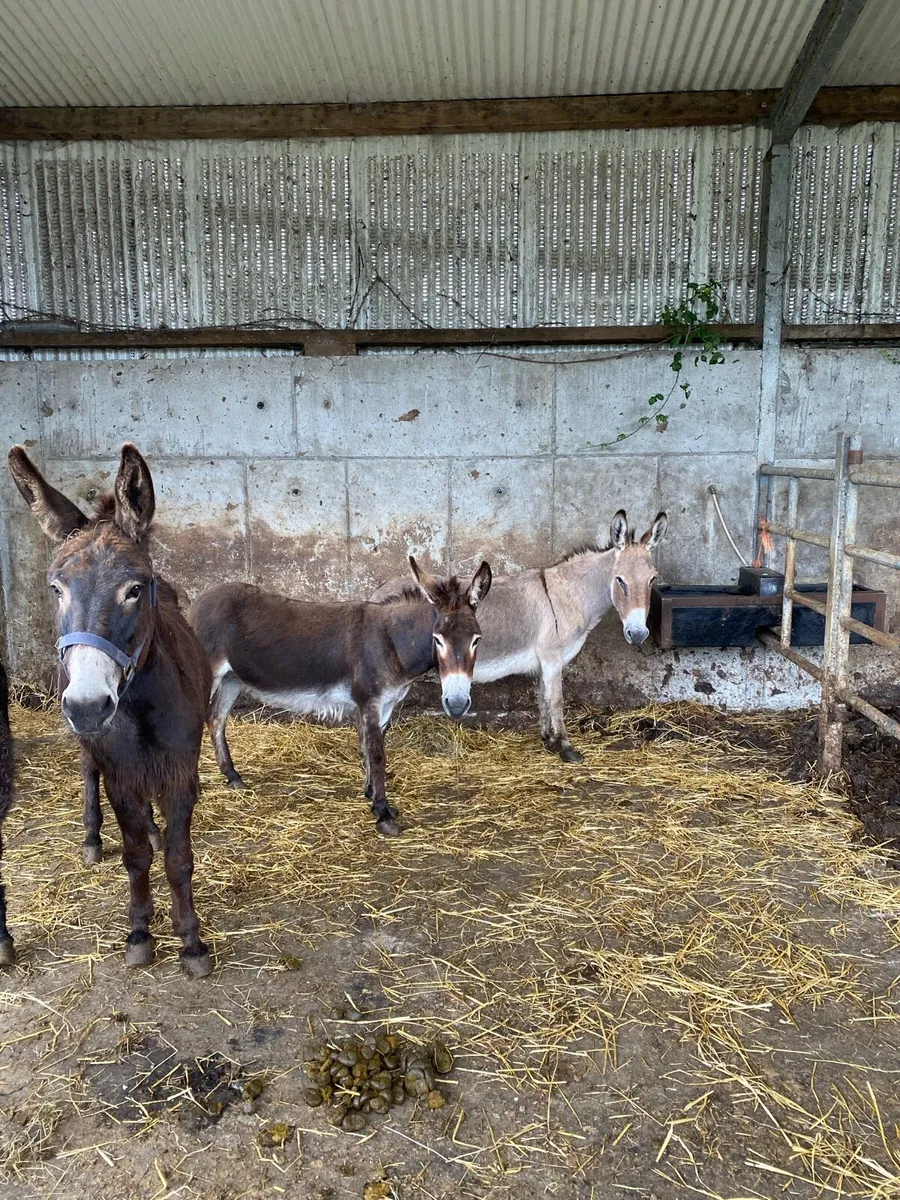 Donkeys - Image 2