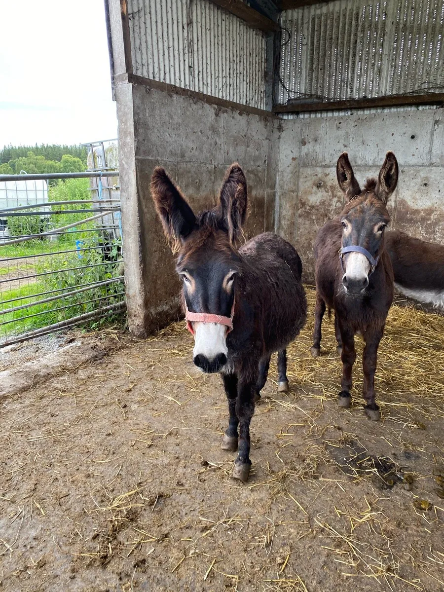 Donkeys - Image 3