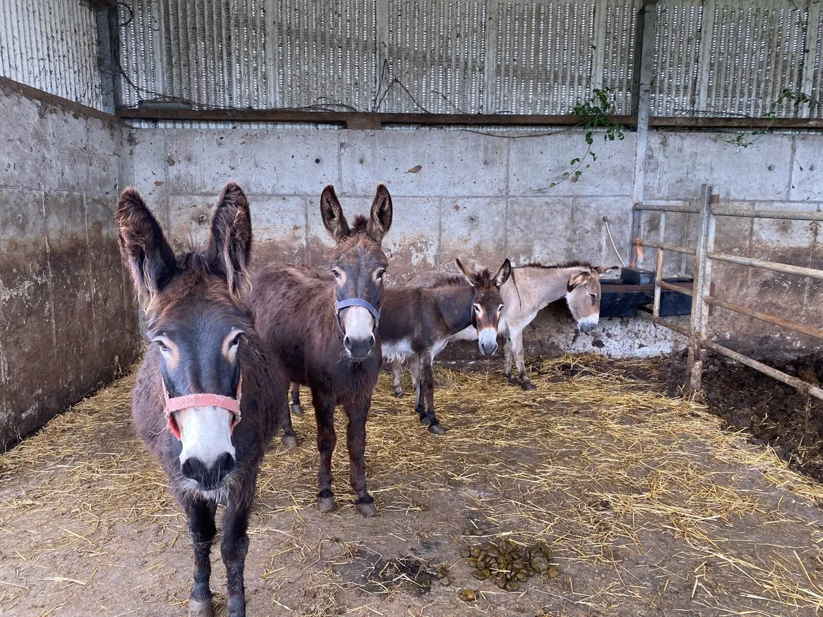 Donkeys - Image 4