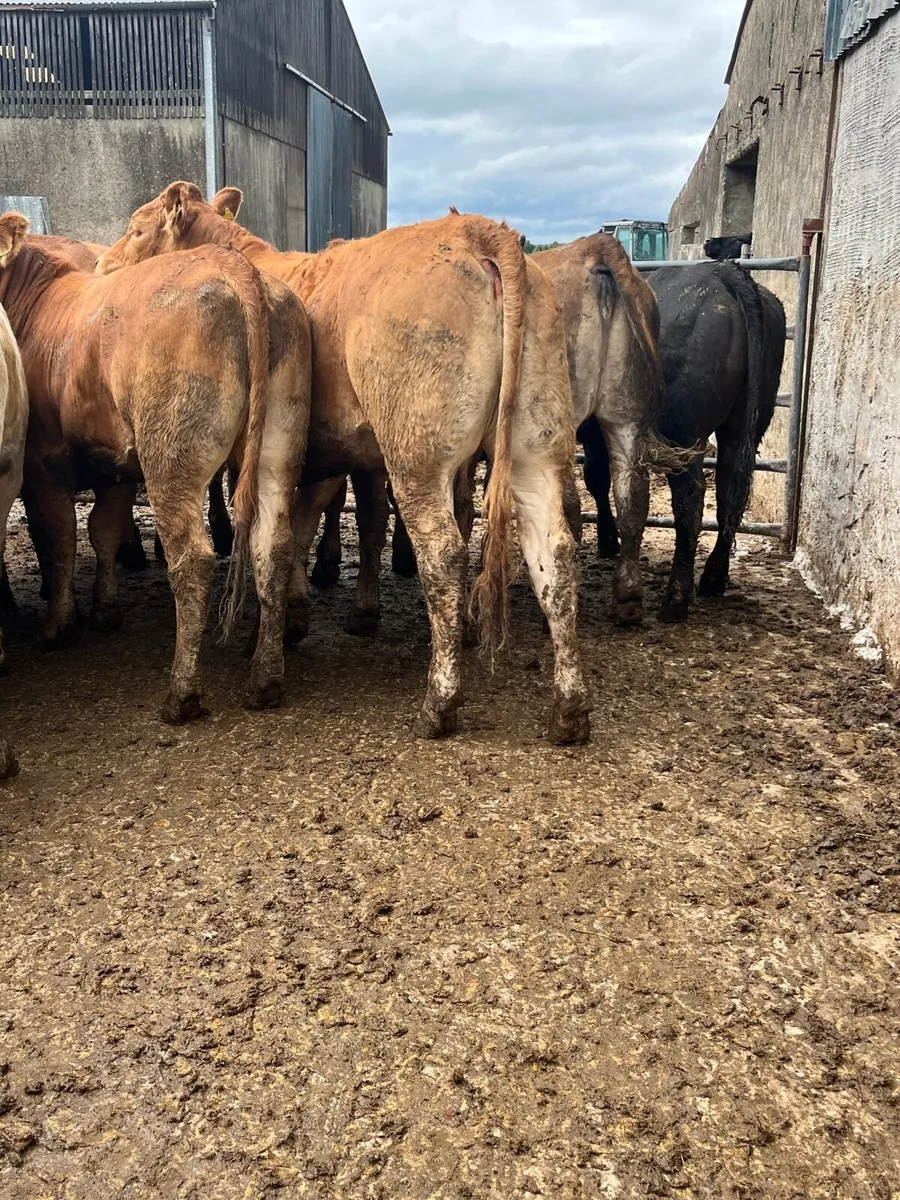 Store heifers - Image 2
