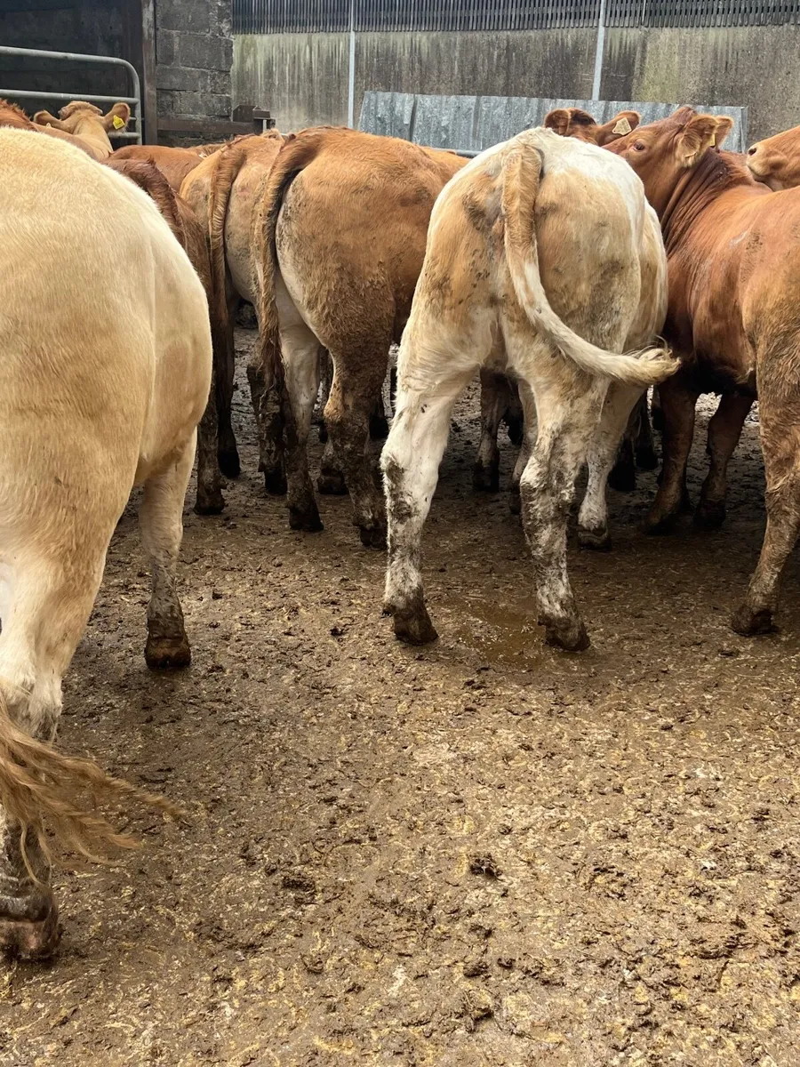 Store heifers - Image 3