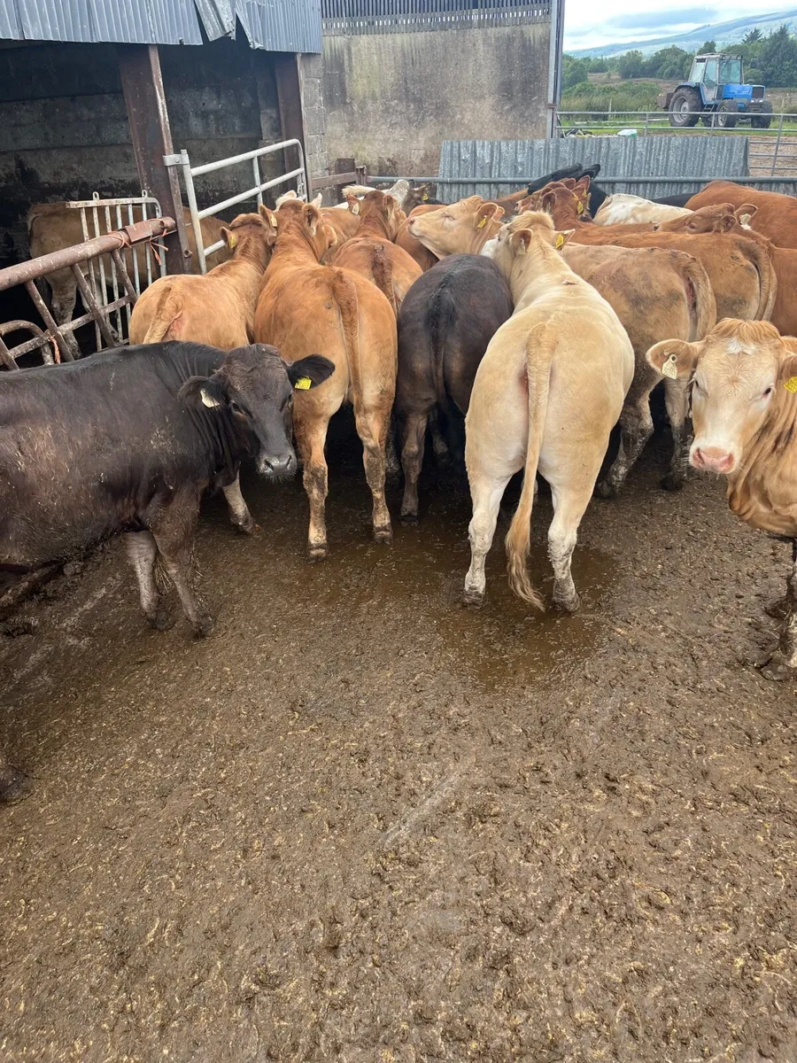 Store heifers - Image 4