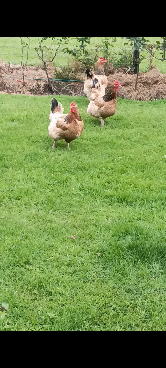 Poultry - Image 1