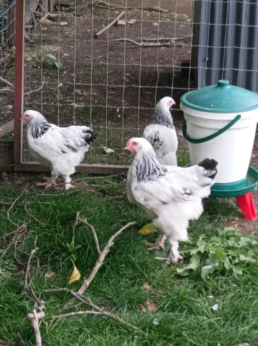 Poultry - Image 2