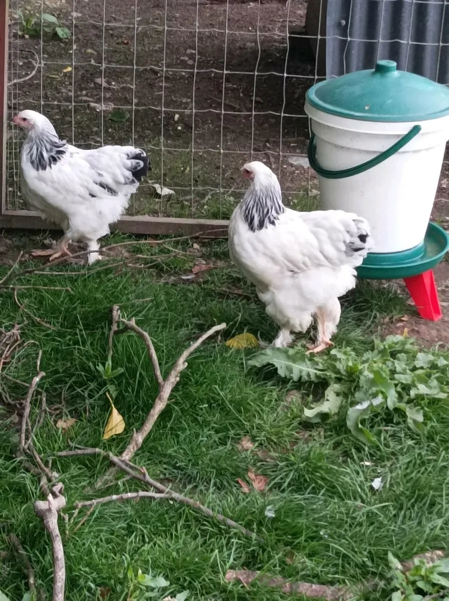 Poultry - Image 3