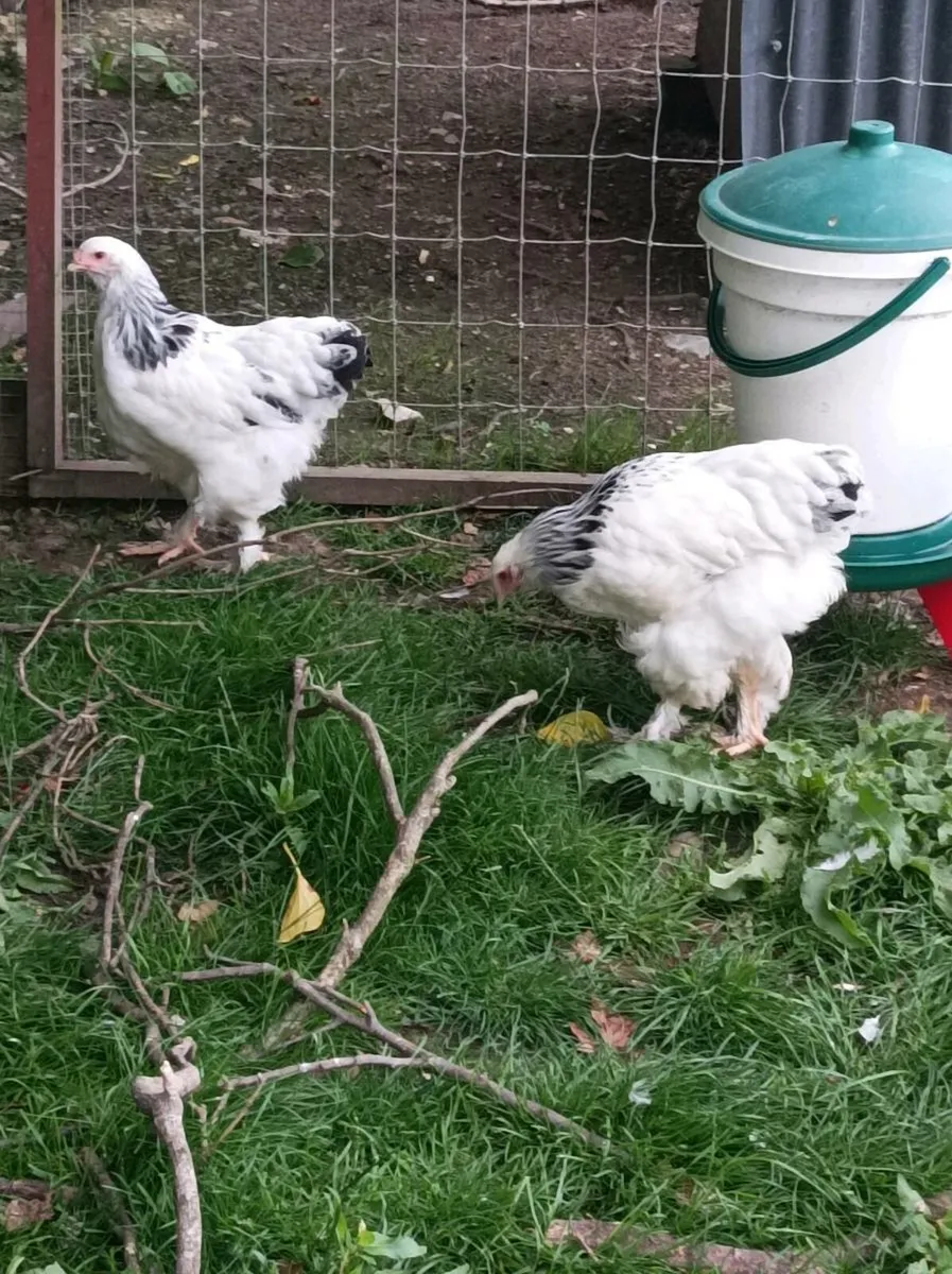 Poultry - Image 4
