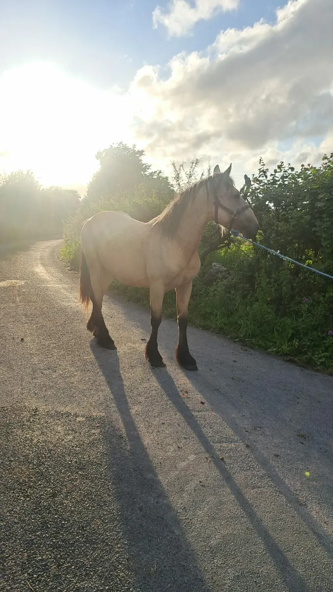 Dun Colt - Image 2