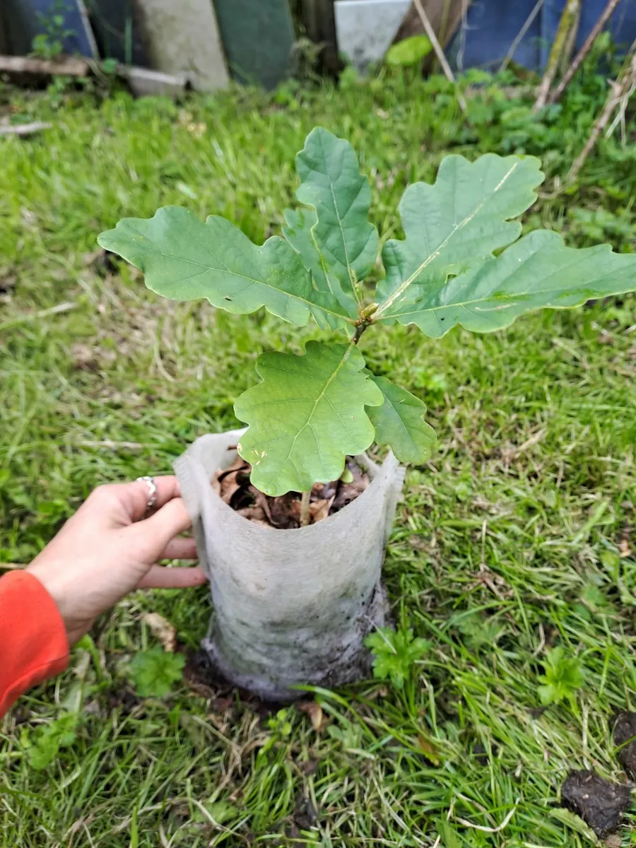 Irish oak trees