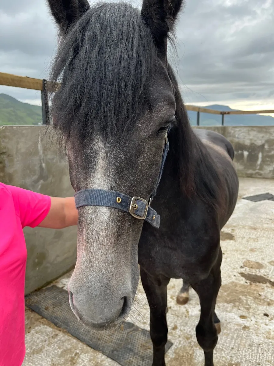 Connemara x Irish Draught - Image 2