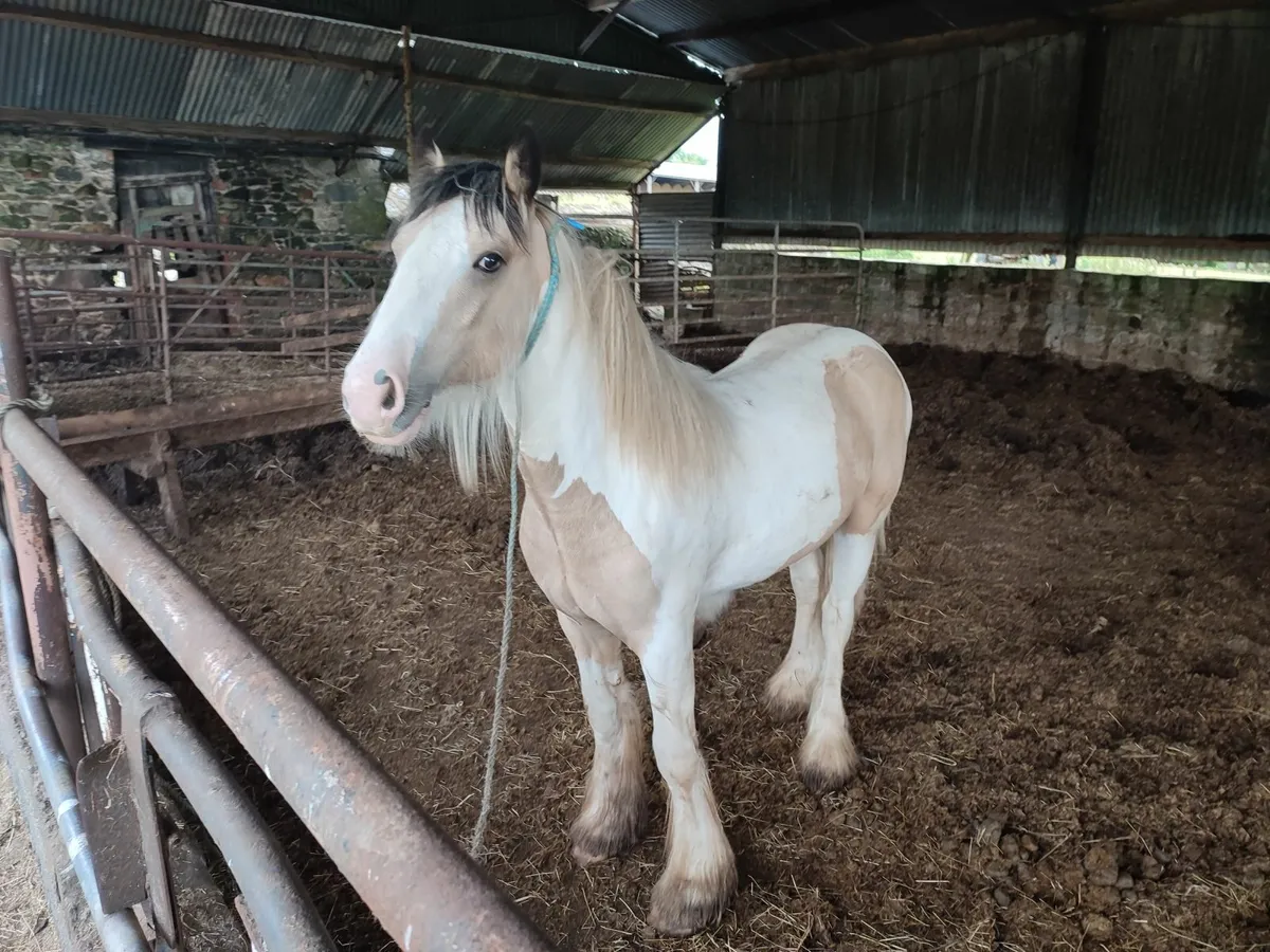 Colt Foal