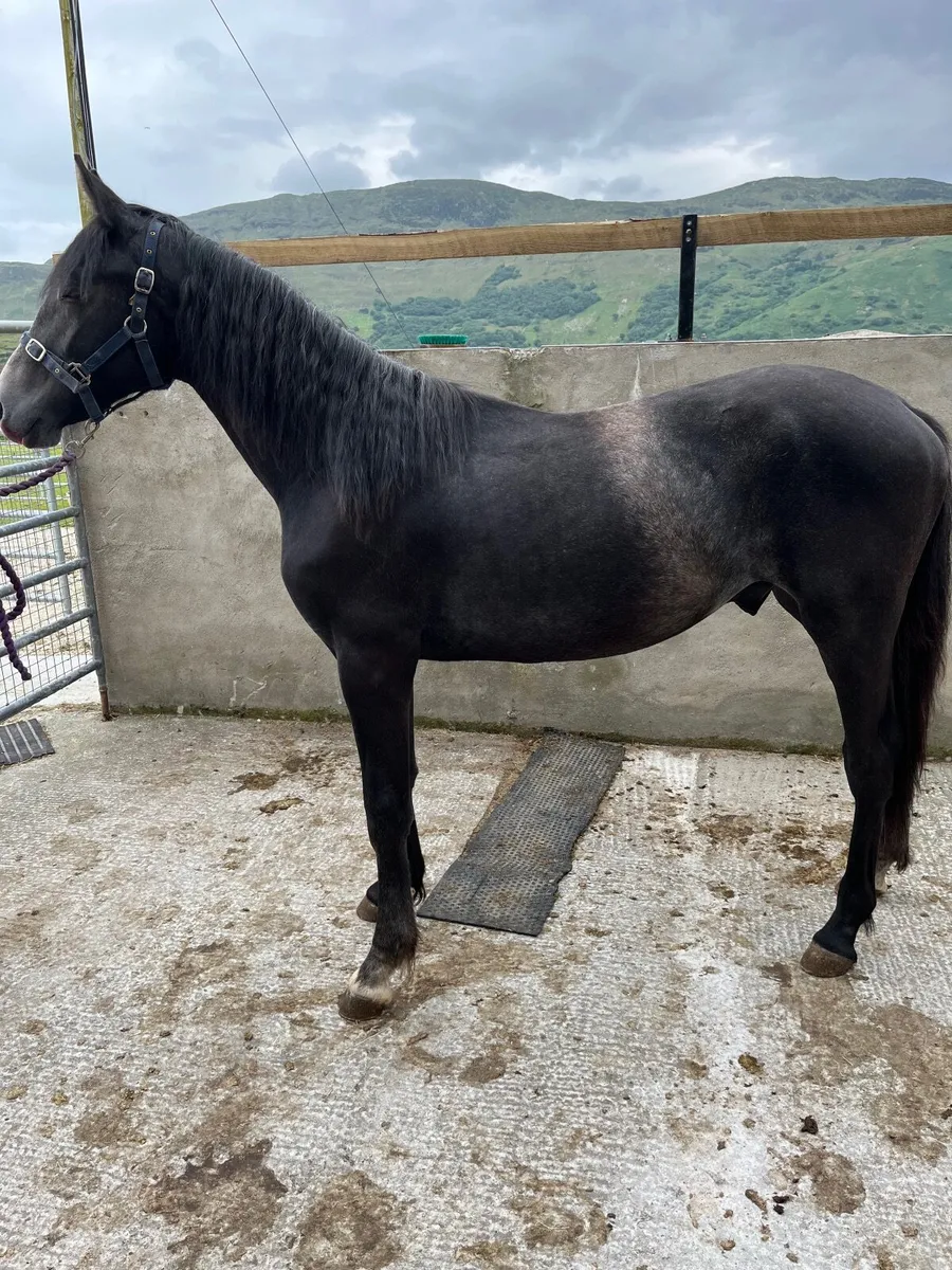 Connemara x Irish Draught - Image 1