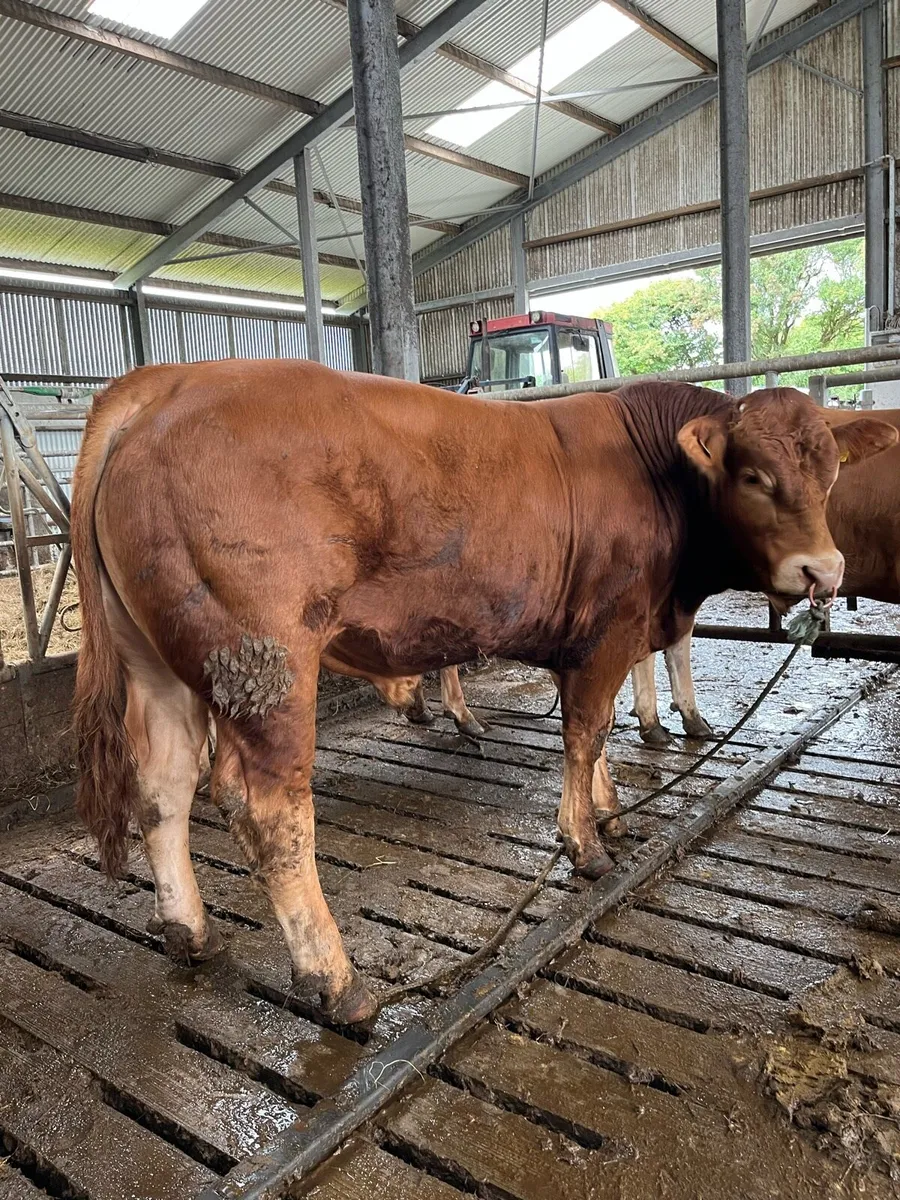 Pedigree Limousin bulls for sale - Image 1