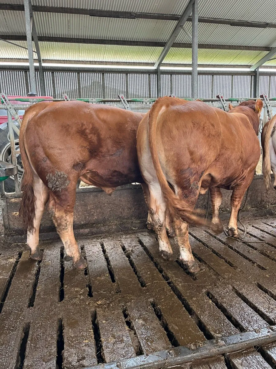 Pedigree Limousin bulls for sale - Image 2