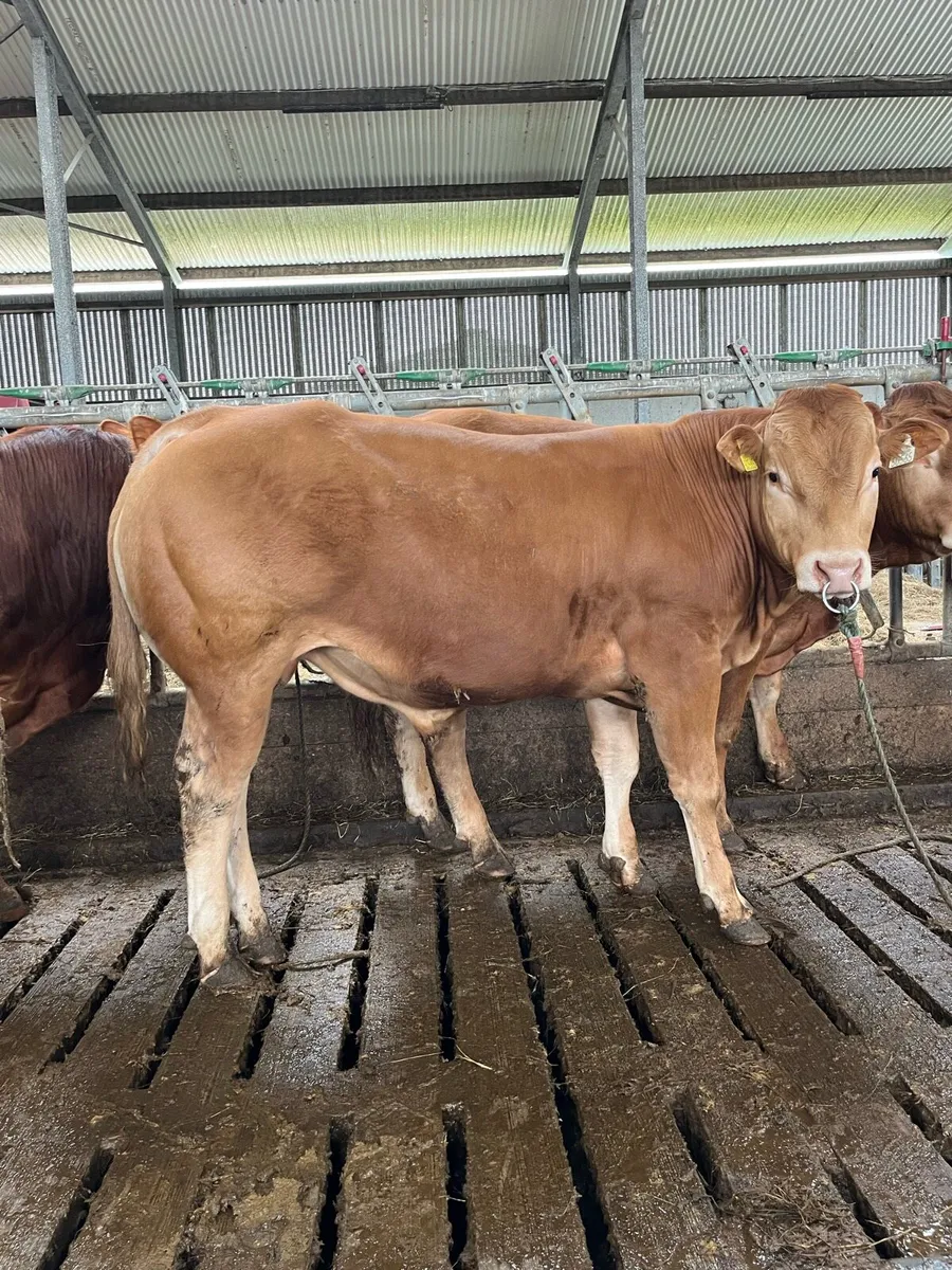 Pedigree Limousin bulls for sale - Image 3