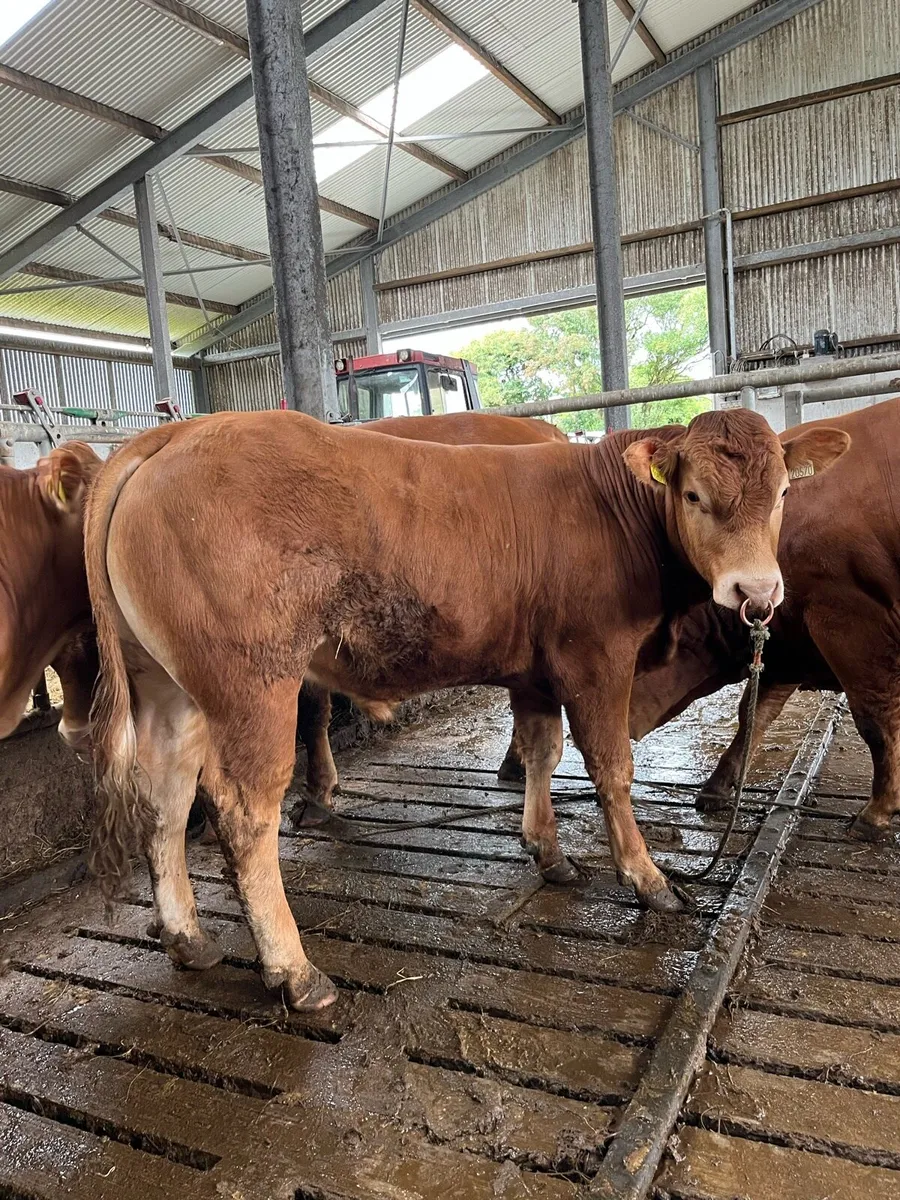 Pedigree Limousin bulls for sale - Image 4