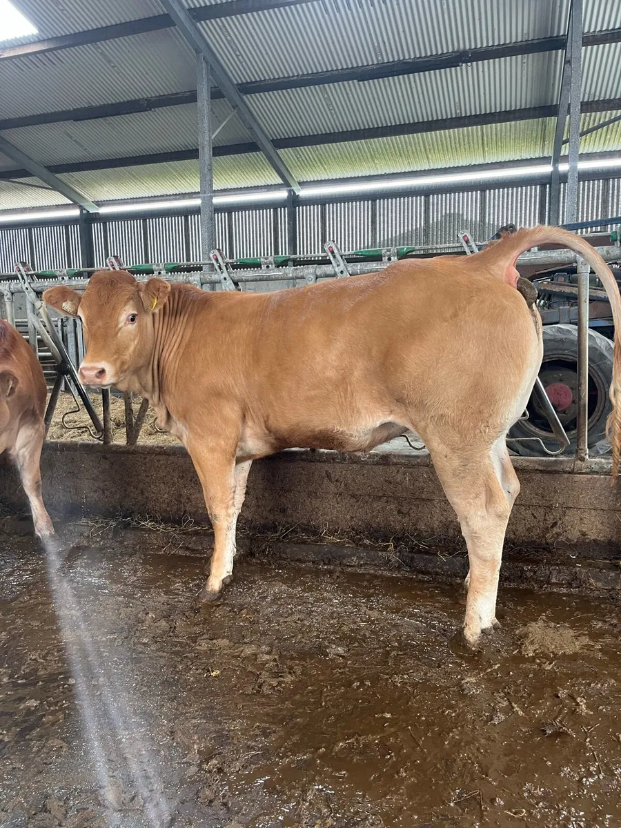 Pedigree Limousin maiden heifers - Image 1