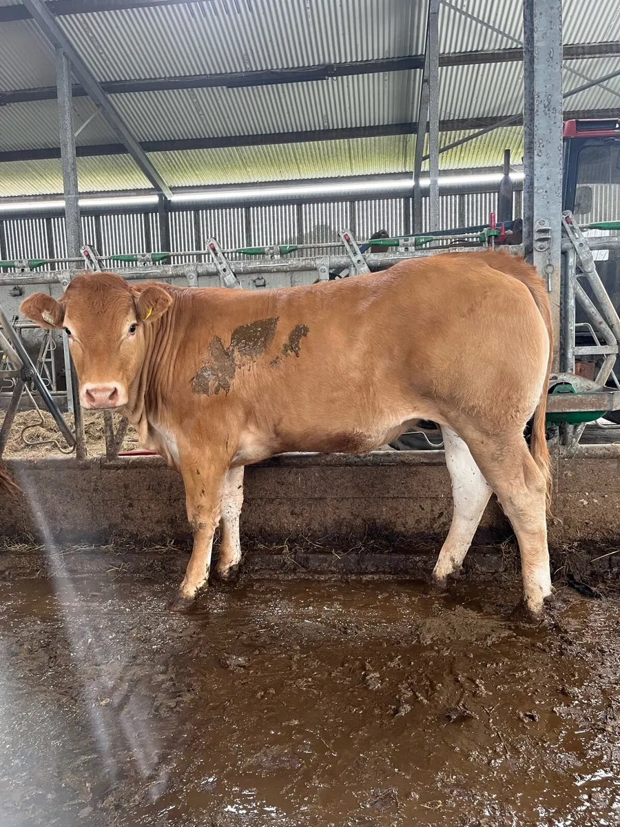 Pedigree Limousin maiden heifers - Image 2