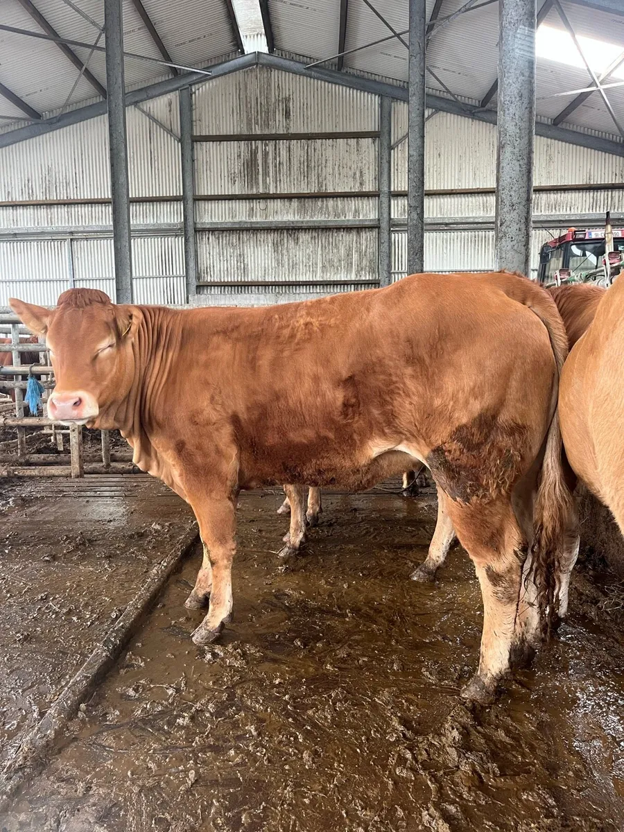 Pedigree Limousin maiden heifers - Image 3